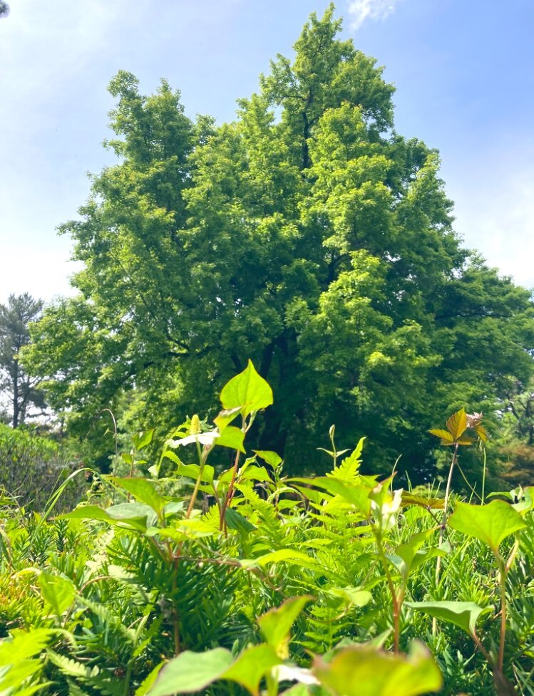 京都府立植物園を守りましょう」のYahoo!リアルタイム検索 - X