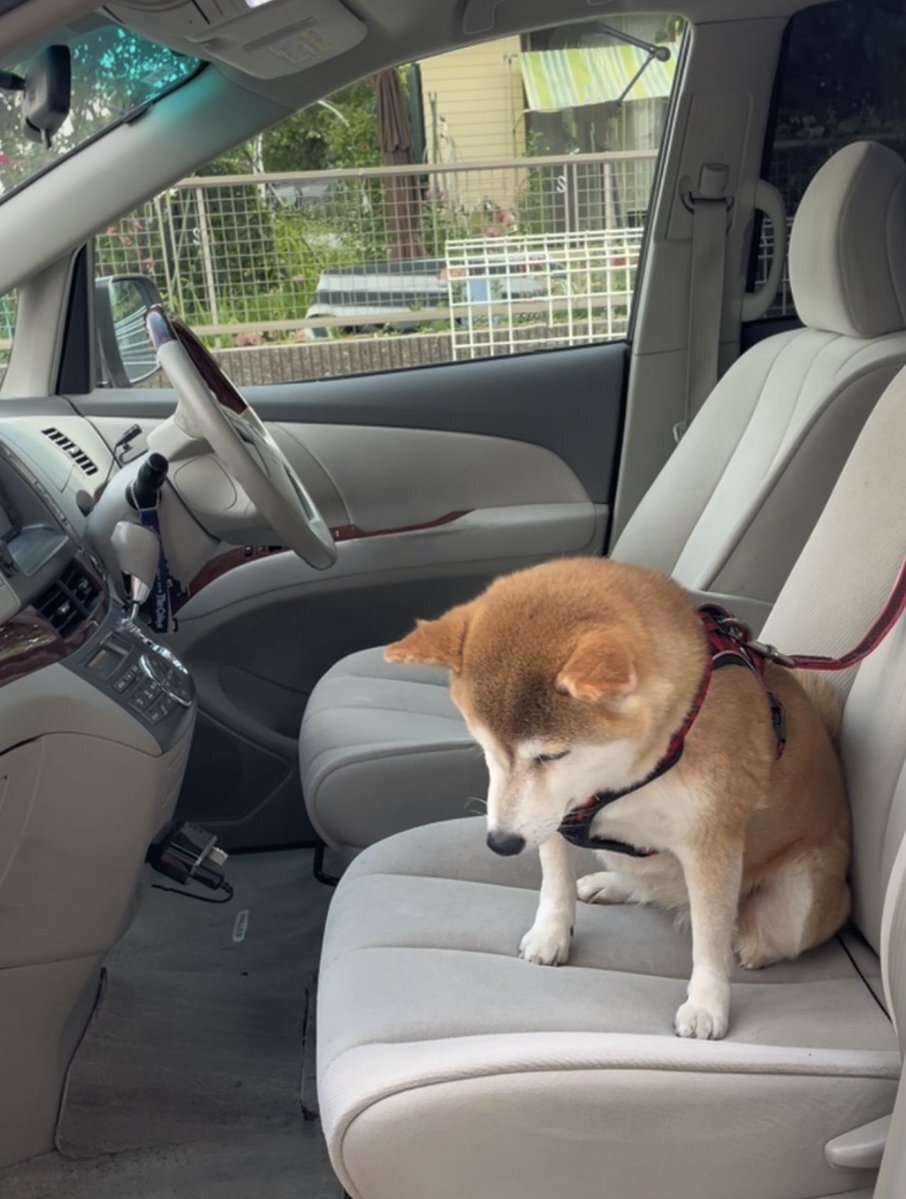 ドライブを楽しみにしていたのに爆睡してしまった犬｜つぶやき