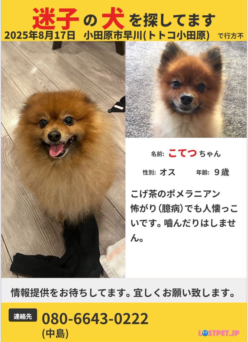 ポメラニアン⚠️プロフ確認必須！ページ ポメラニアン⚠️プロフ確認必須！様専用ページ - メルカリ