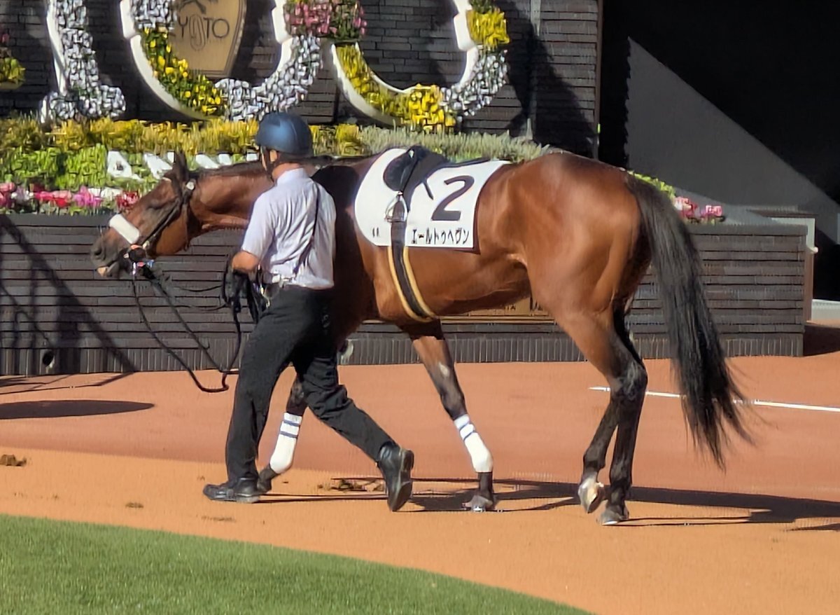 エールトゥヘヴン、レースで4着！ファンは一体どんな反応？