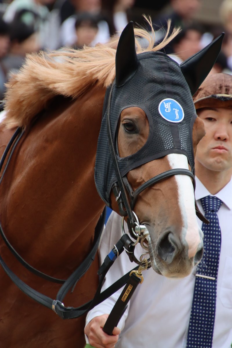 ゴールデンスラム、デビュー戦は6着！今後の活躍に期待は？