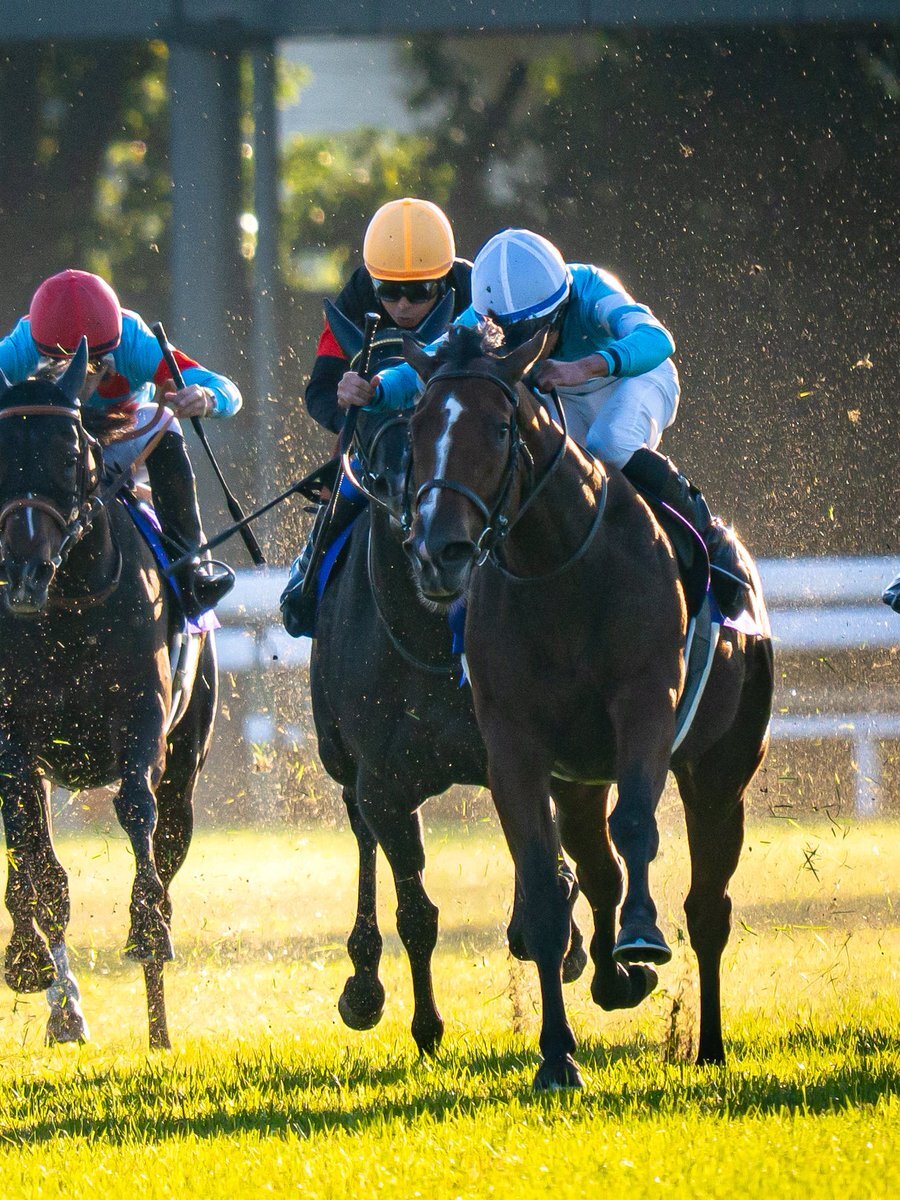 エリザベス女王杯、パラディレーヌは2着！