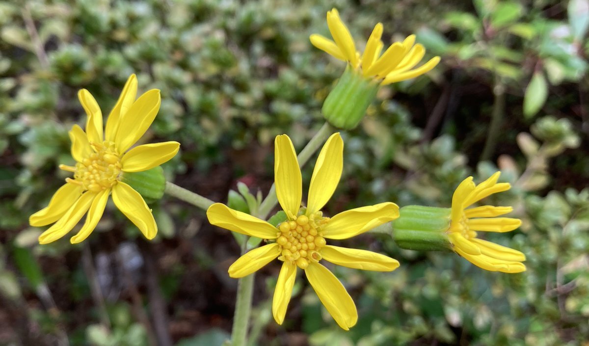 暴君ハバネロの日、あなたはどんな風に過ごす？