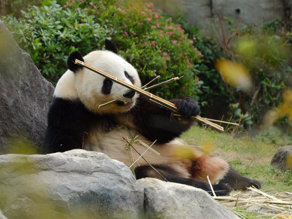 森の住人 X（旧Twitter）で話題のおもしろ画像や動画 - Yahoo