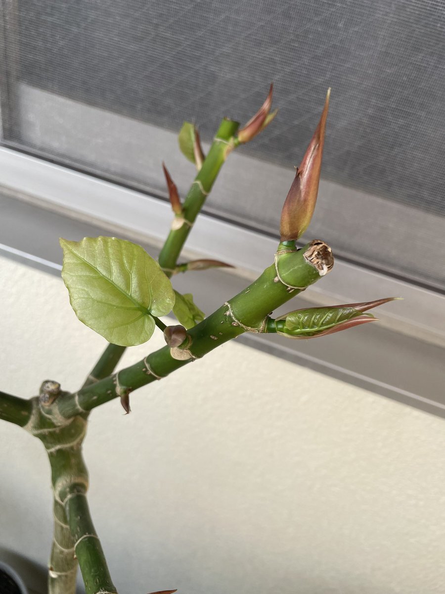 ウンベラータ」のYahoo!リアルタイム検索 - X（旧Twitter）を