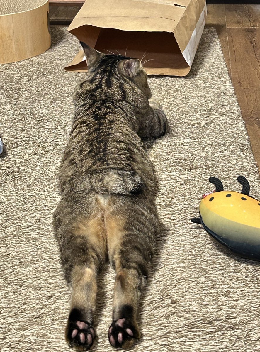 7ORDER♡専用出品 トレーディング箔押しカード Vol.2 – Tokyo 7th Sisters