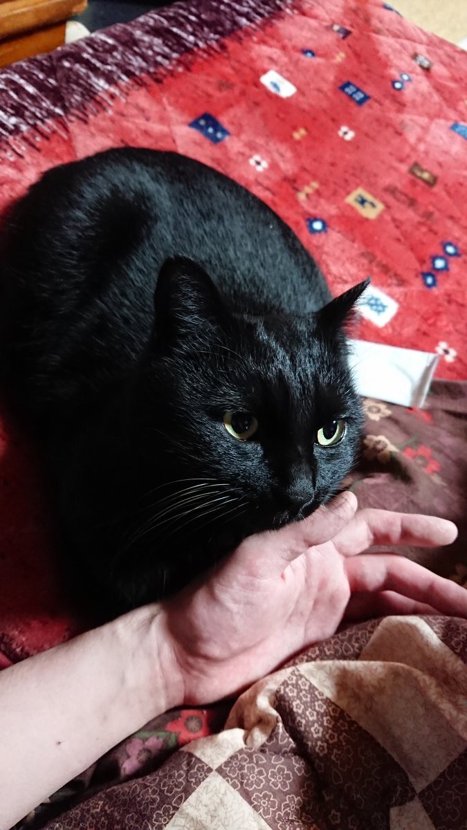 米軍、日本国内で法執行上の特権発揮か