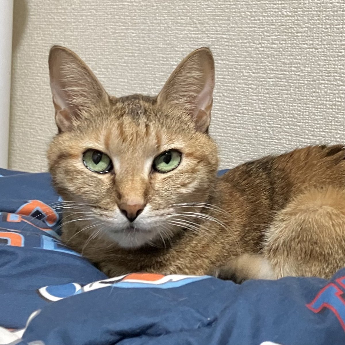 「じゃああんたが作ってみろよ」最終回、視聴者感動「良い終わり方」 