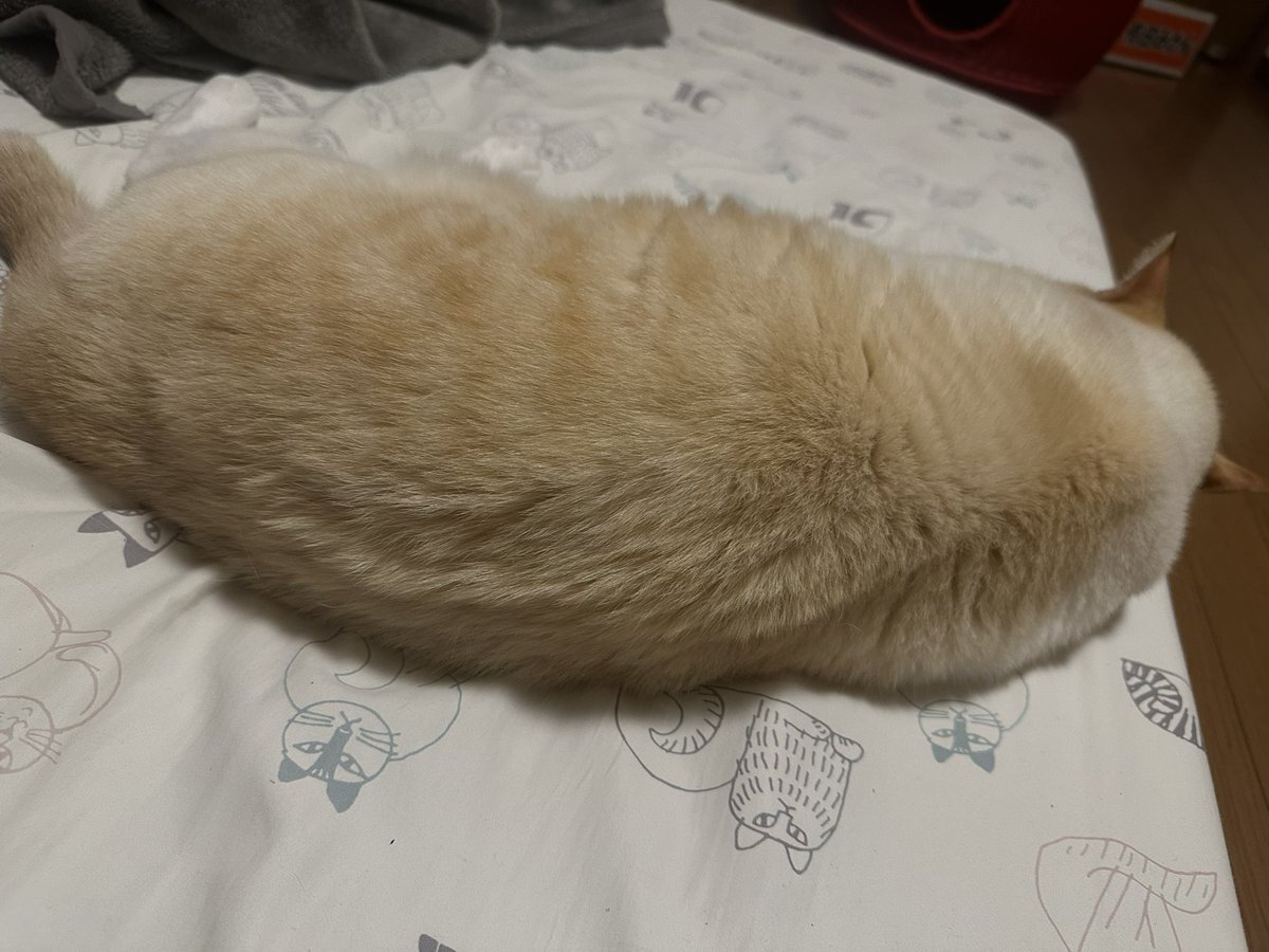 大きなネコが話題に！