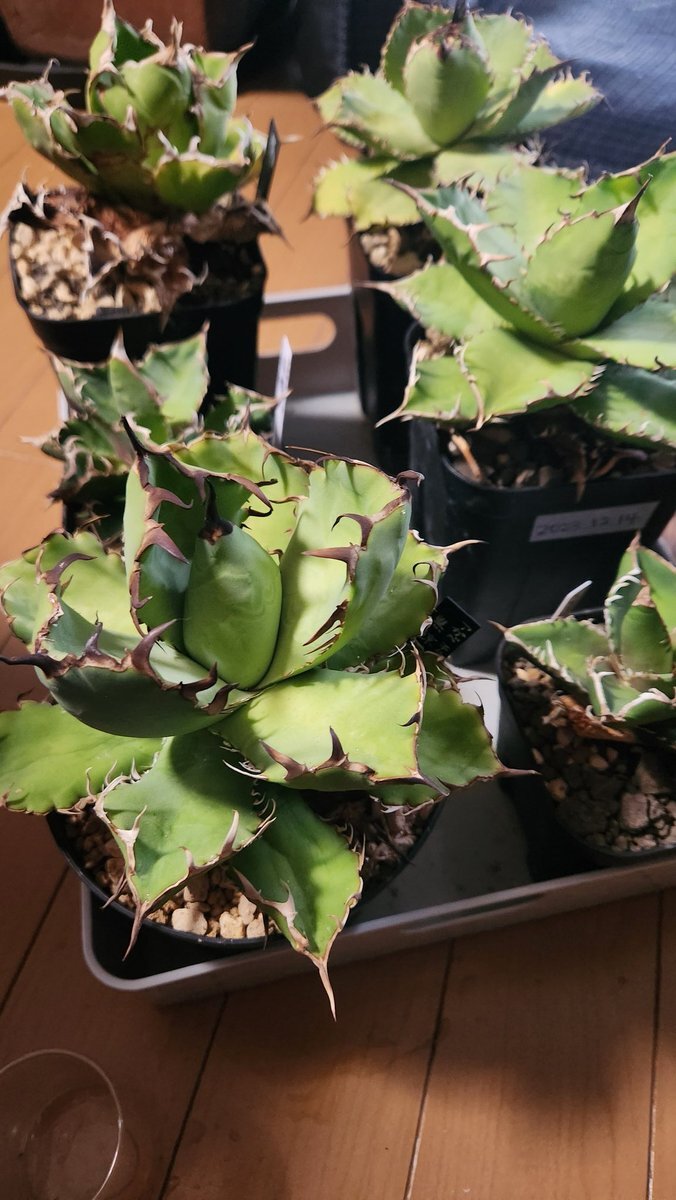 国連腐敗防止条約調印記念日：国際腐敗防止デー