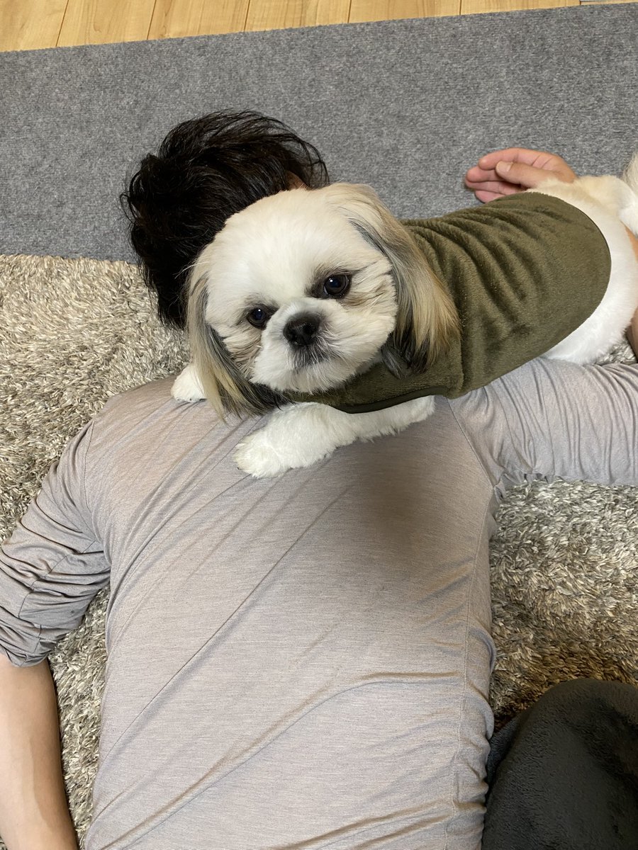 シーズー」のYahoo!リアルタイム検索 - X（旧Twitter）をリアルタイム検索