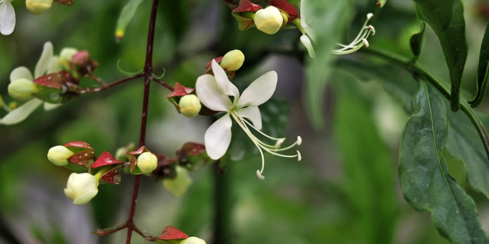 ライト兄弟の初飛行を記念し、SNSで「飛行機の日」が話題に