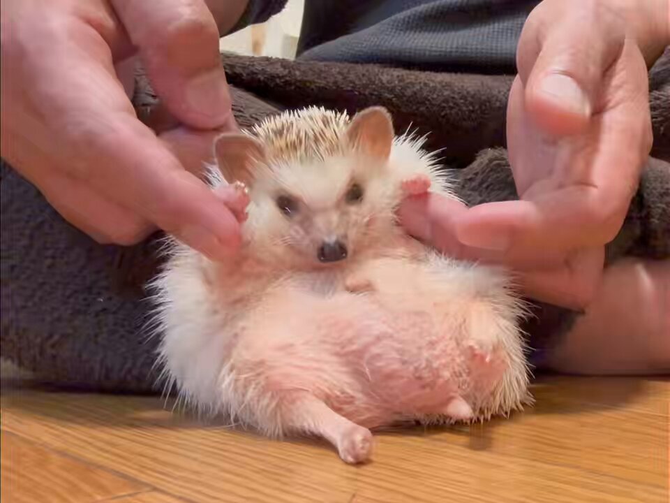 浮所飛貴、ZIP体操で真剣な姿にファン「かわいい！」