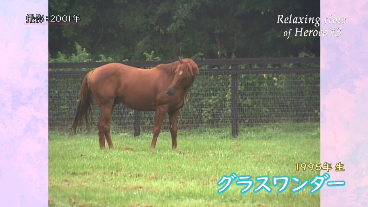 グラスワンダー、SNSで愛され続ける名馬の話題 