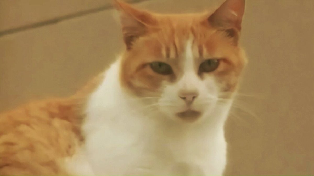 平沢進の音楽、Twitterで話題に！ファンたちの熱い反応とは？