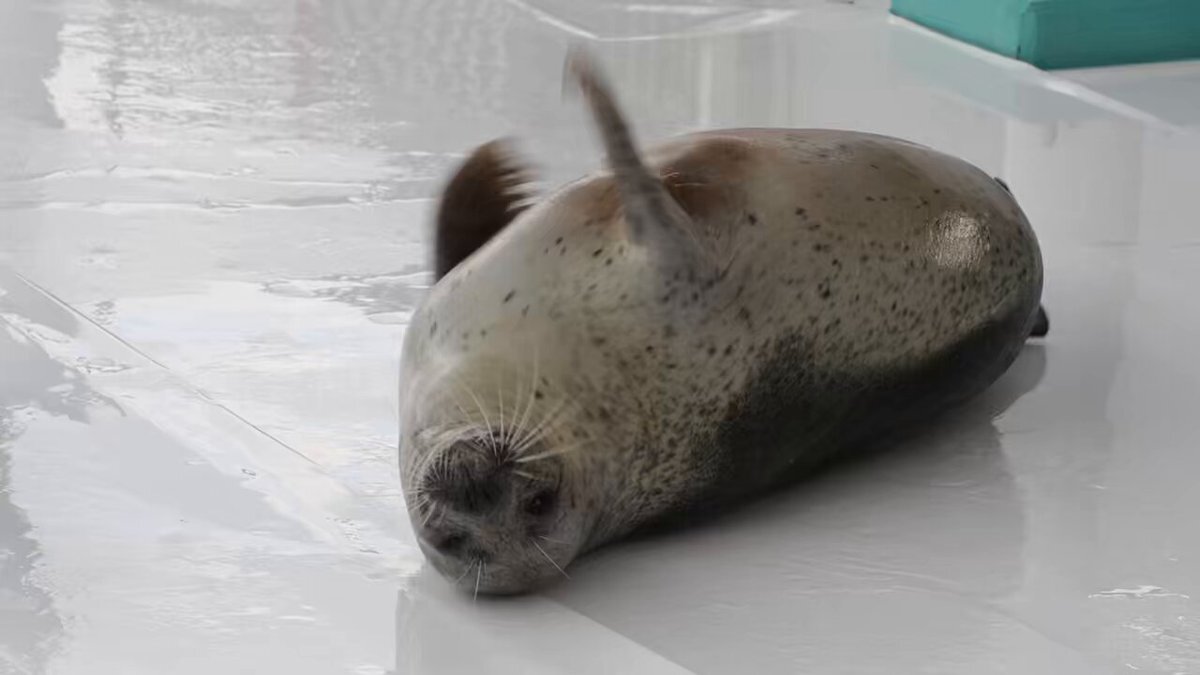 西畑大吾、最新情報からファンを魅了！