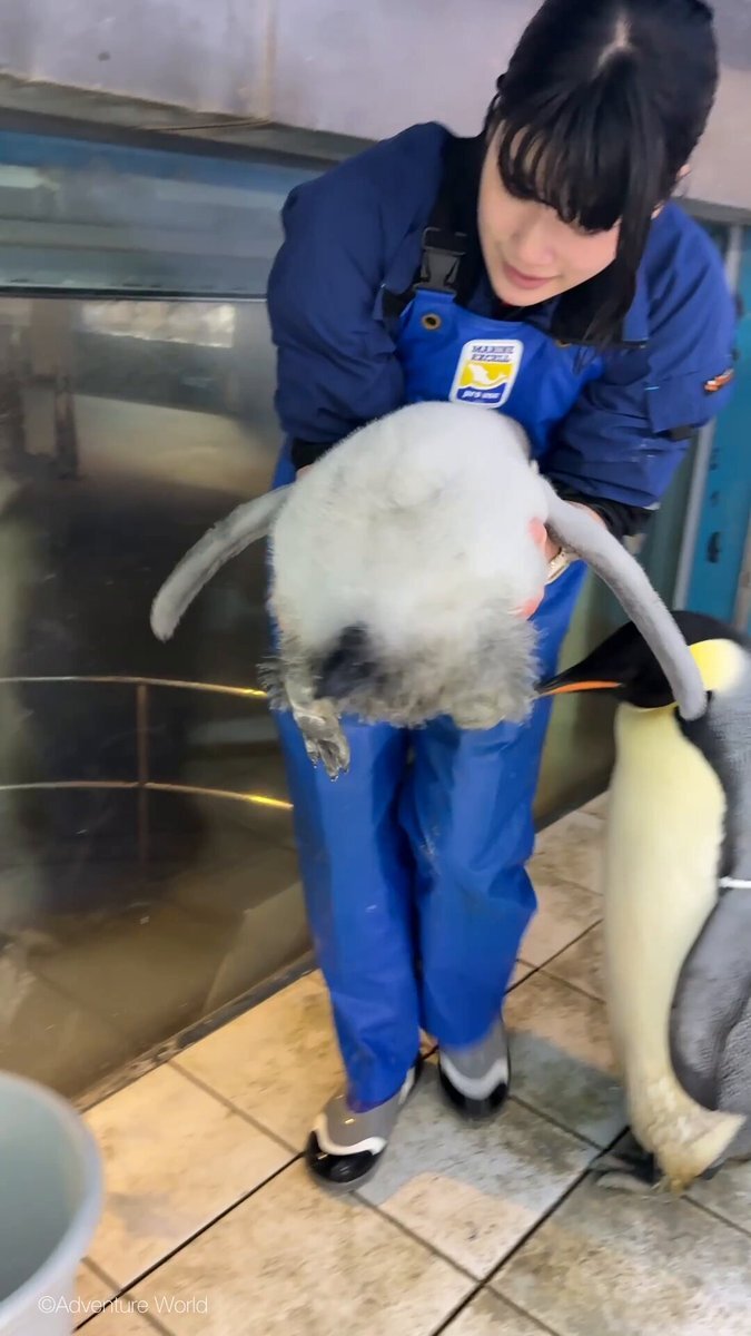 ペンギン」のYahoo!リアルタイム検索 - X（旧Twitter）をリアルタイム検索