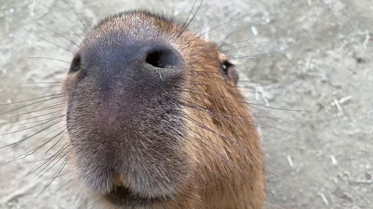カピバラ様ご確認ページ カピバラ」のYahoo!リアルタイム検索 - X（旧Twitter）を