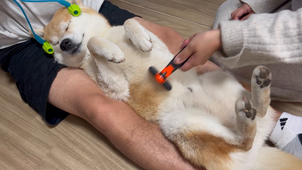 芝犬です。 てぃてぃ🐕🐾 on X