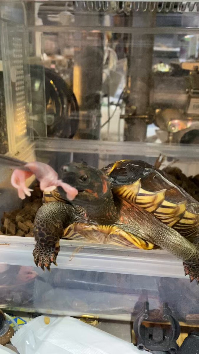 SNSユーザーの日常呟きまとめ：死んじゃうよ、と呟く人続出