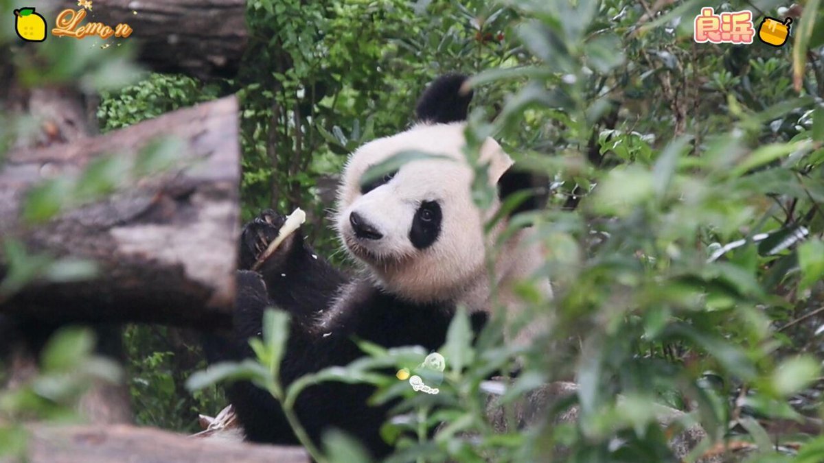 2025/07/23注文分(*」´□`)」f.pandaさんの専用だよー！ Panda」のYahoo!リアルタイム検索 - X（旧Twitter）を