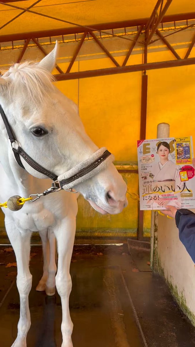 ハヤヤッコ、ESSEの新年特大号付録で開運ポチ袋登場！