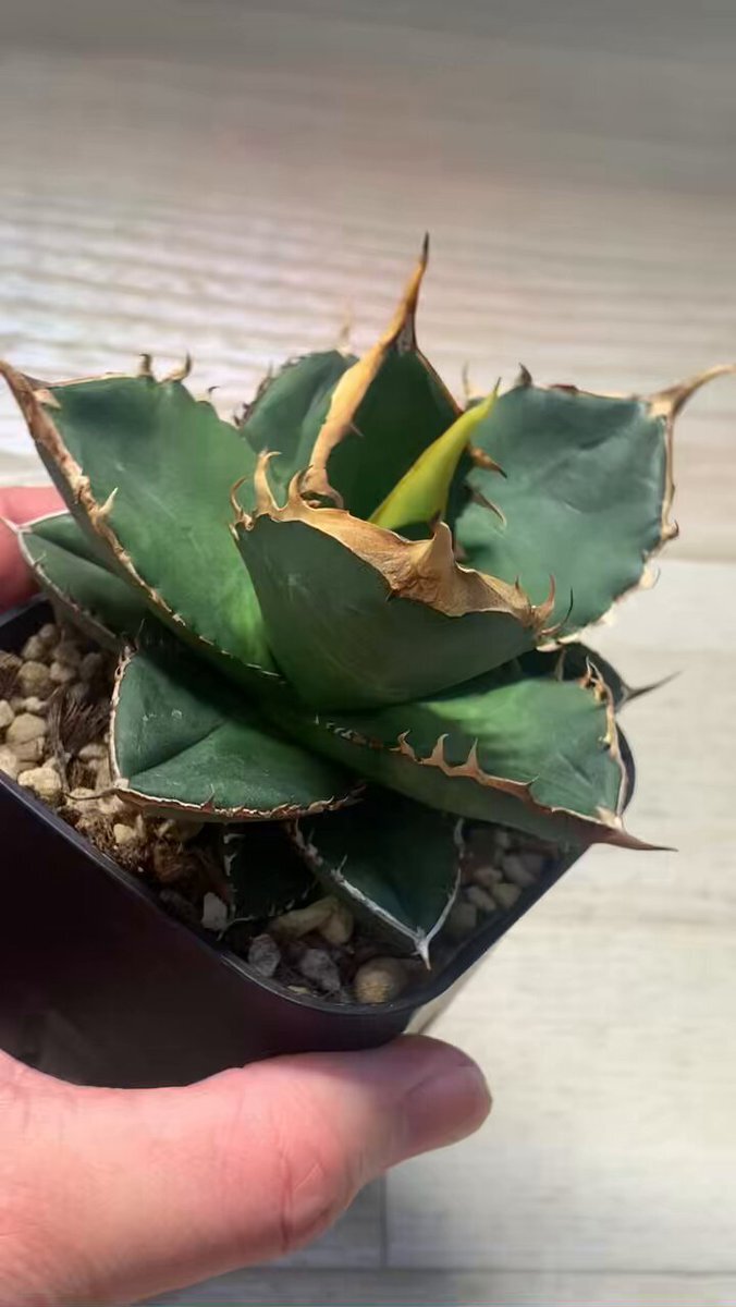 実生」のYahoo!リアルタイム検索 - X（旧Twitter）を