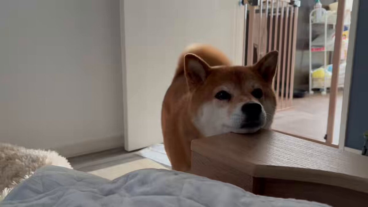 柴犬」のYahoo!リアルタイム検索 - X（旧Twitter）をリアルタイム検索