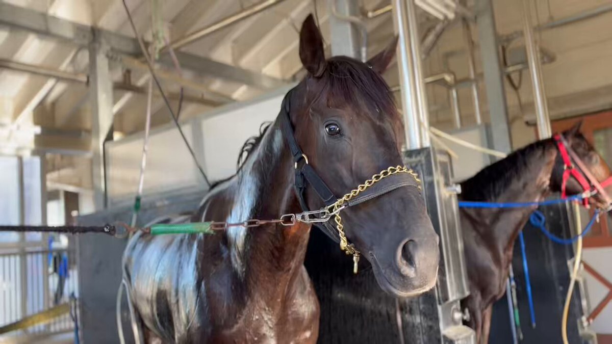 ヨカオウ、東京4Rで2着！ 