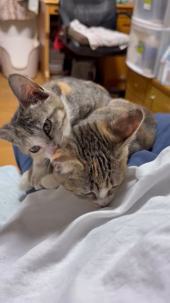 glico様 グリコ」のYahoo!リアルタイム検索 - X（旧Twitter）をリアルタイム検索