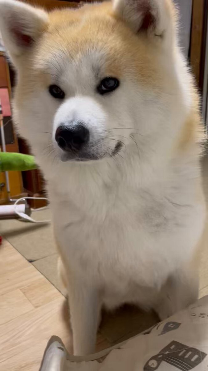 @犬 秋田犬 銀ちゃん と愉快な仲間達 | 琥磨の熊柄の首輪がサイズ
