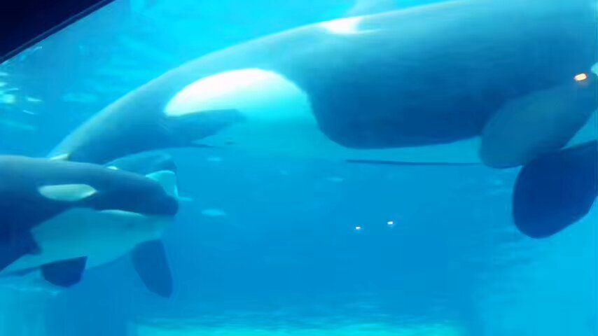 名古屋港水族館 ステラ」のYahoo!リアルタイム検索 - X（旧Twitter）を