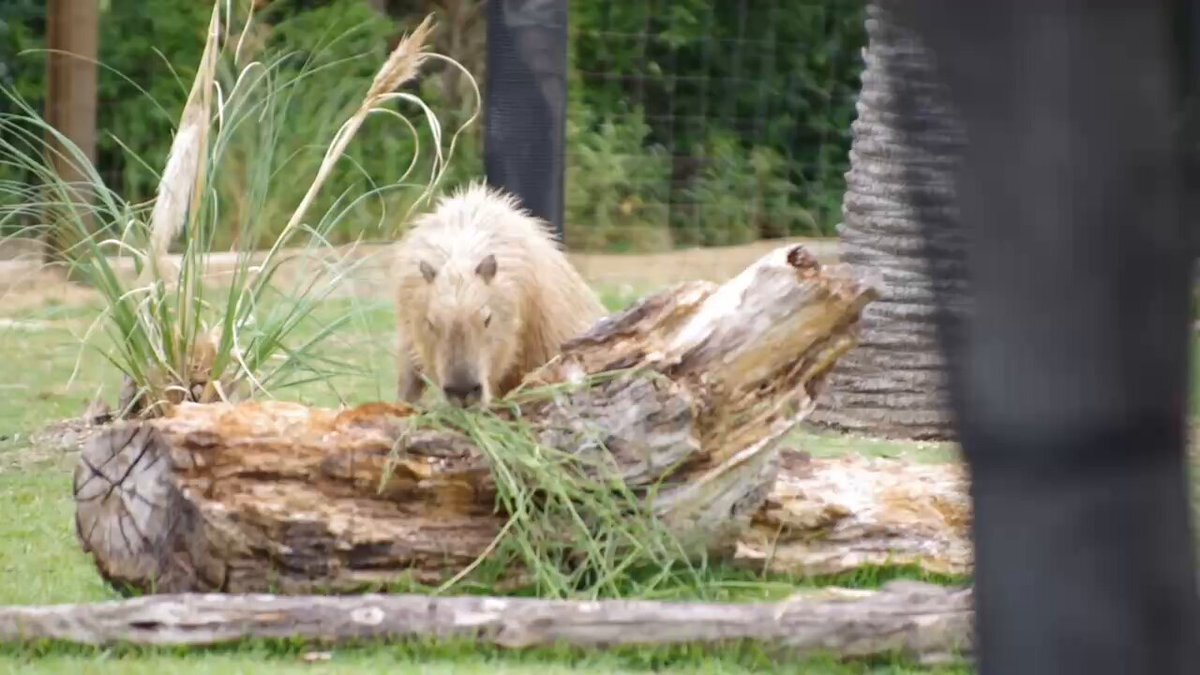 カピバラページ カピバラのブリックステッチのビーズパターン シードビーズの