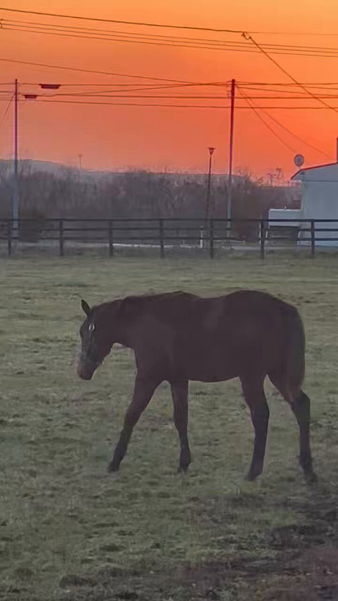 ジャンタルマンタル、マイルCS制覇！パレスマリス産駒の活躍に期待高まる