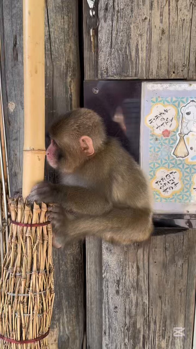 きなここ 生わらびもち きなここ