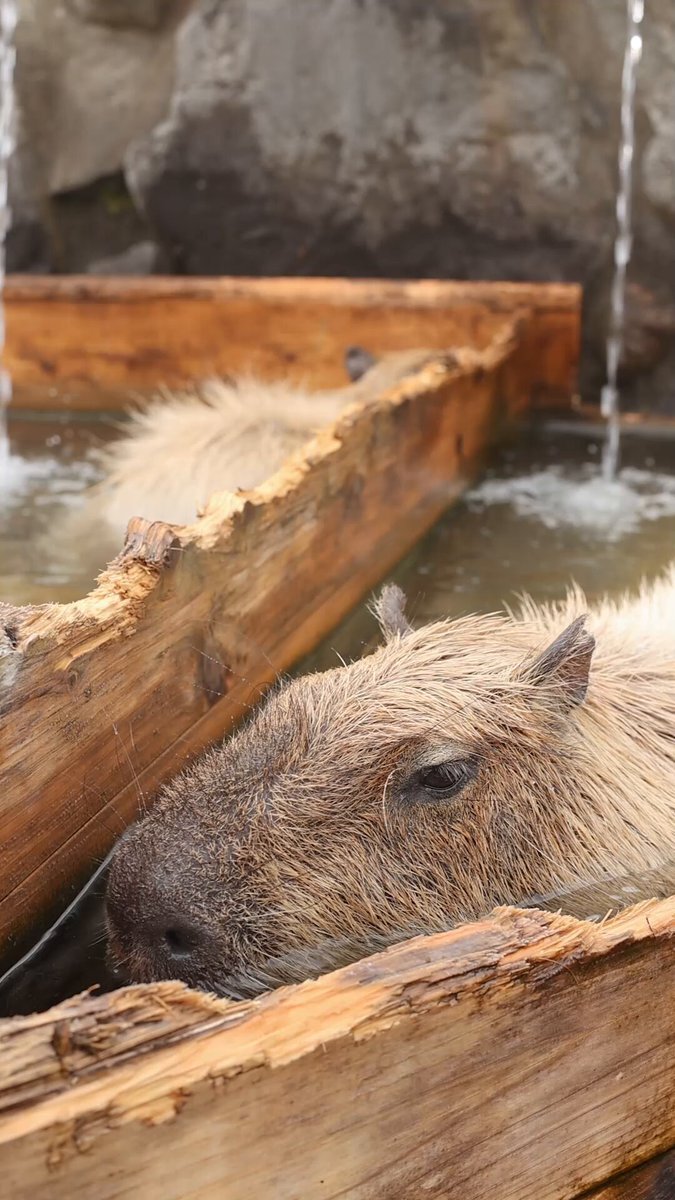 capybara」のYahoo!リアルタイム検索 - X（旧Twitter）をリアルタイム検索