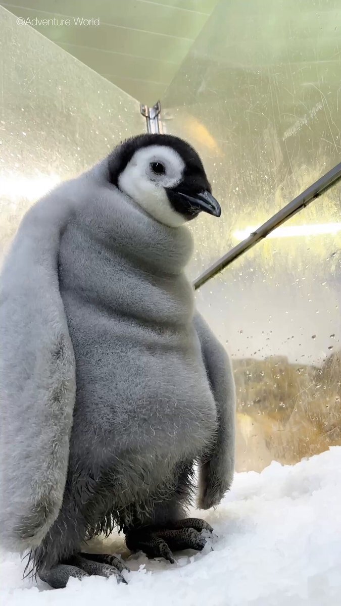 ペンギン」のYahoo!リアルタイム検索 - X（旧Twitter）をリアルタイム検索