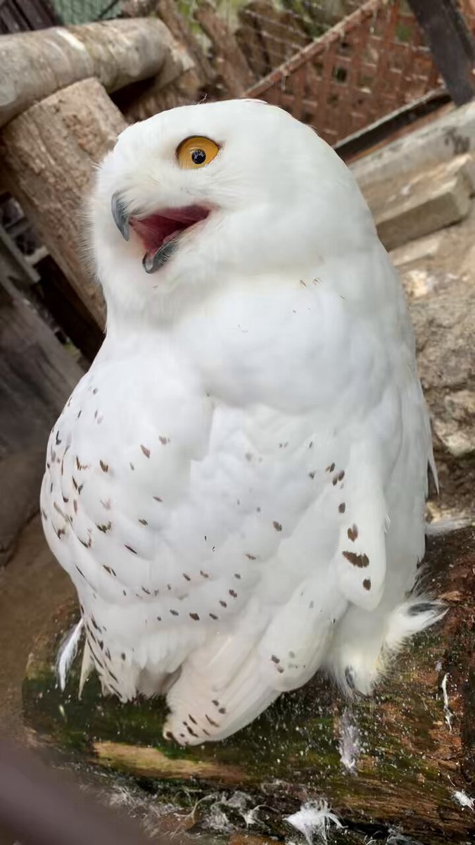 シロフクロウ」のYahoo!リアルタイム検索 - X（旧Twitter）を