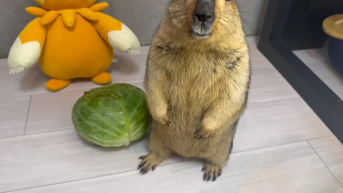 マーモットがトレンド入り！その可愛さに癒される