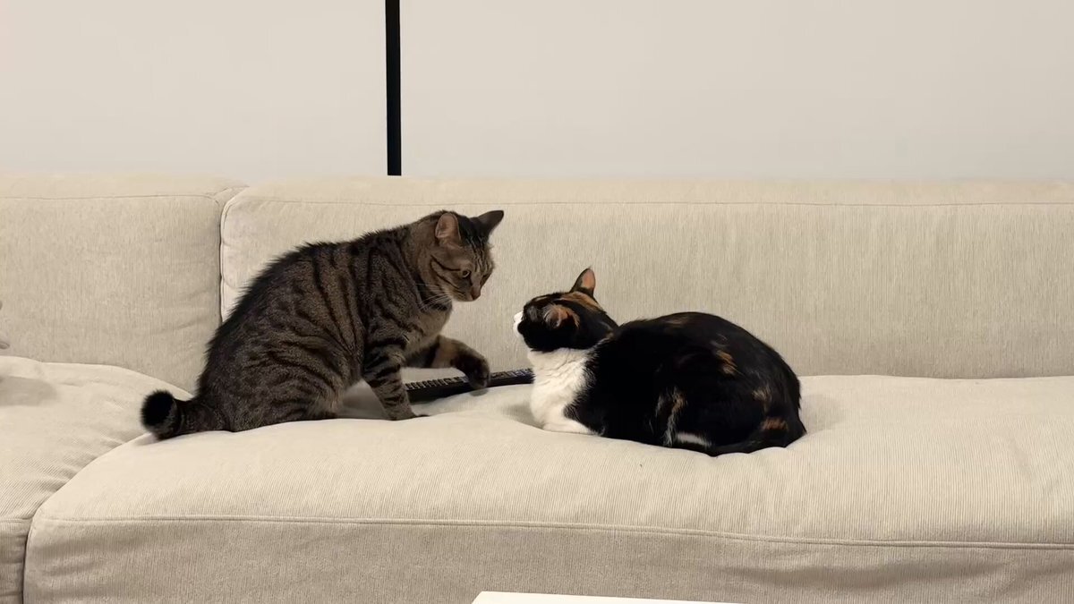 ❁⃘*.゜おっきいさっくん。ツナシャチT❁⃘*.゜すのチル 佐久間大介が愛猫ツナ＆シャチのTシャツを着てニコニコの笑顔を