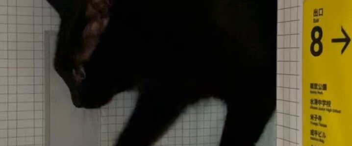 X（旧Twitter）で話題のおもしろ画像や動画 - Yahoo