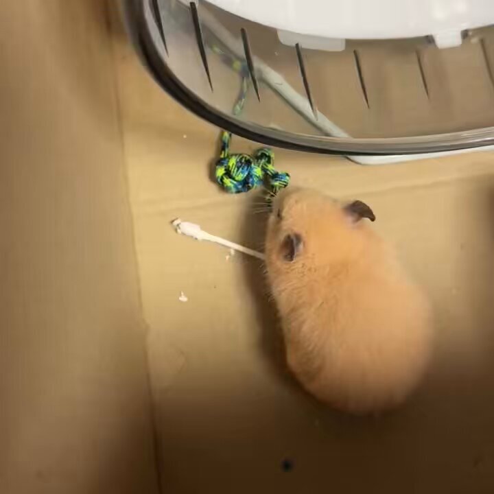 Twitterで話題の「臭い」は？