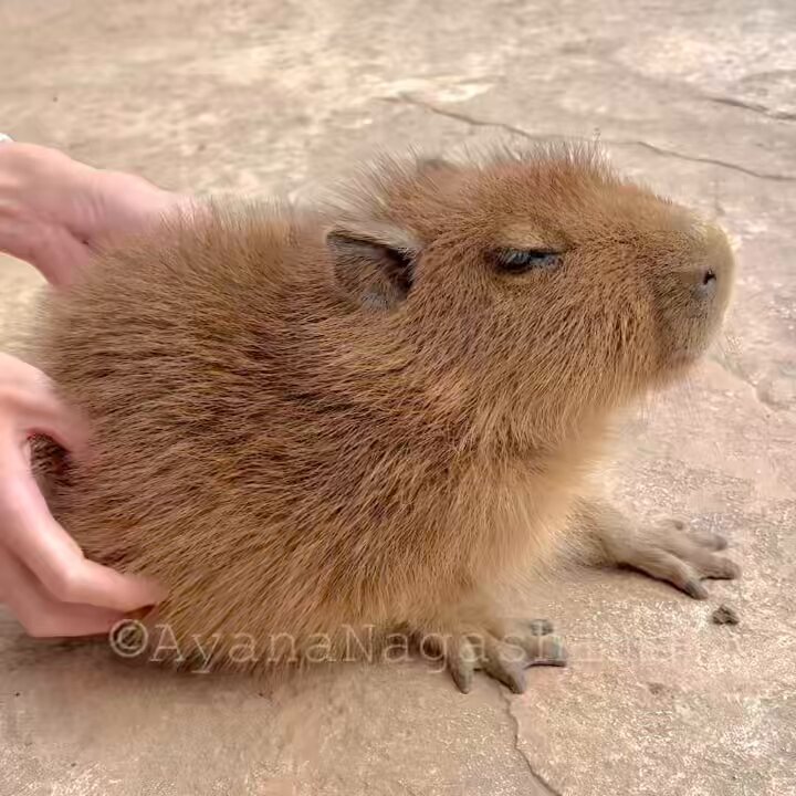 カピバラ」のYahoo!リアルタイム検索 - X（旧Twitter）をリアルタイム検索