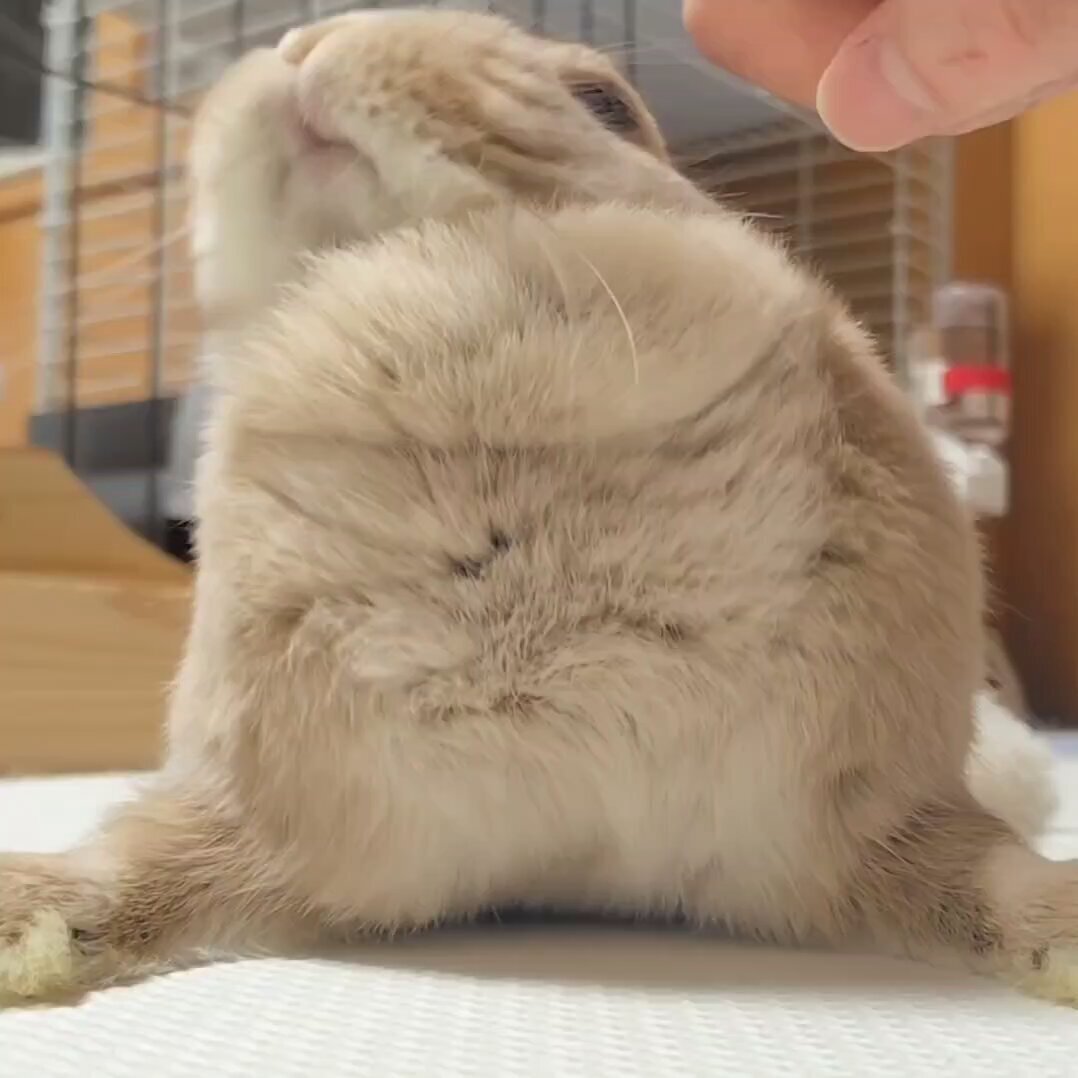 バウアー、日本球団と接触！現役続行表明で話題に