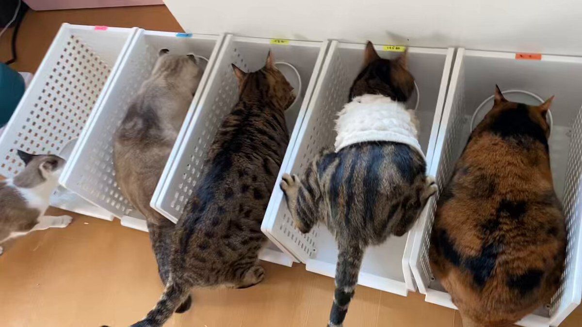 くろ　ねこ　 SOLD OUT】K18ブラックダイヤモンド 黒猫 ペンダントネックレス