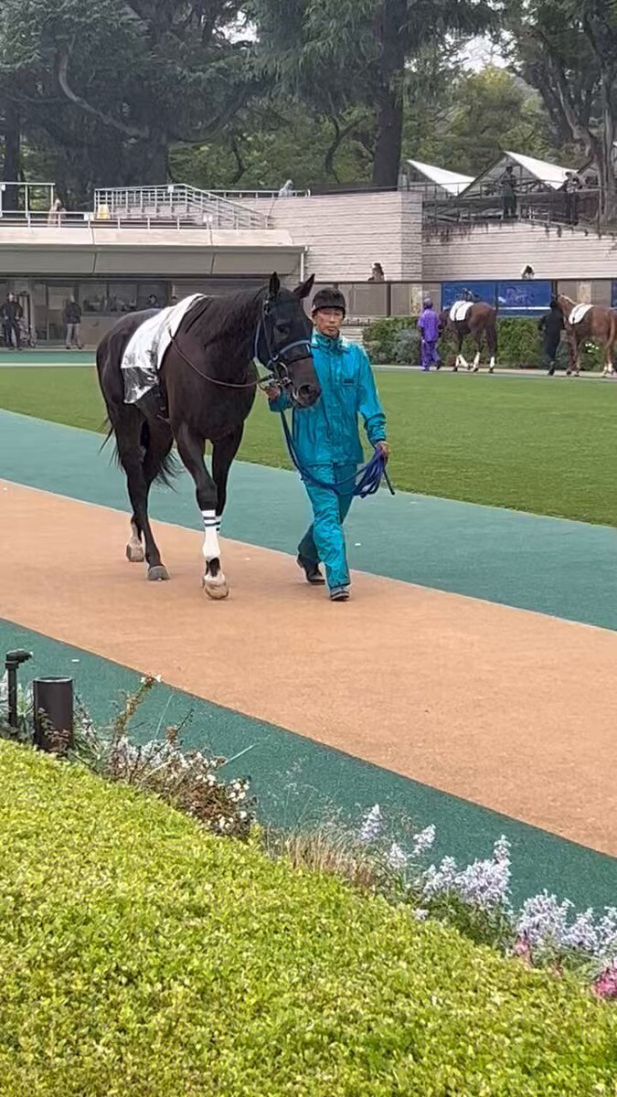 ヴェイルドハート、新馬戦で競走中止
