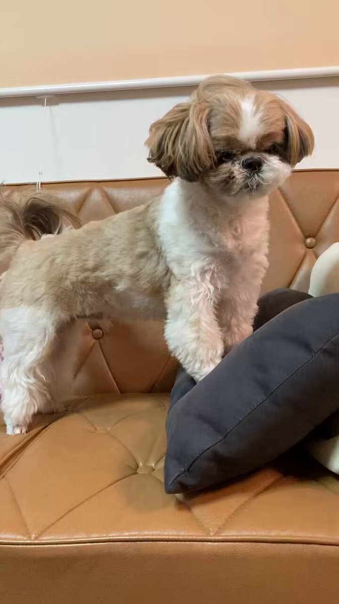 シーズー」のYahoo!リアルタイム検索 - X（旧Twitter）を