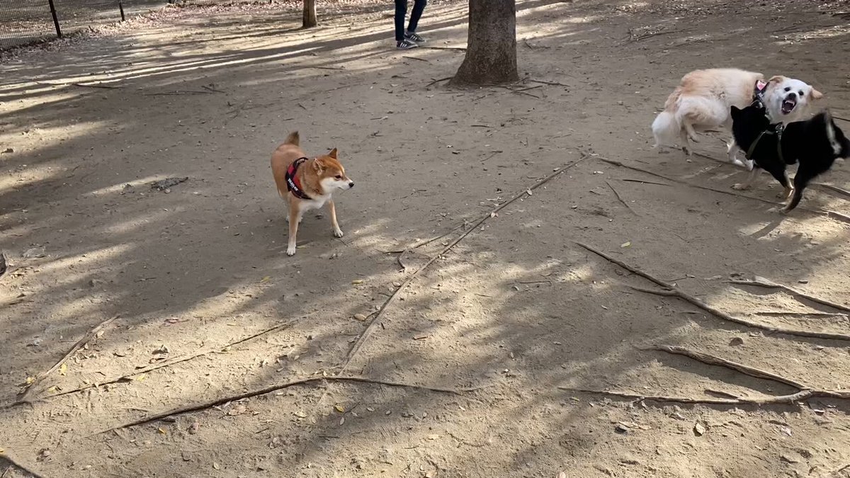 今年もアオバズク来る❢ 2024.6.2 X（旧Twitter）で話題のおもしろ画像や動画 - Yahoo