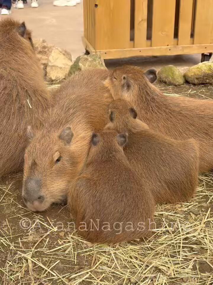 カピバラ」のYahoo!リアルタイム検索 - X（旧Twitter）をリアルタイム検索