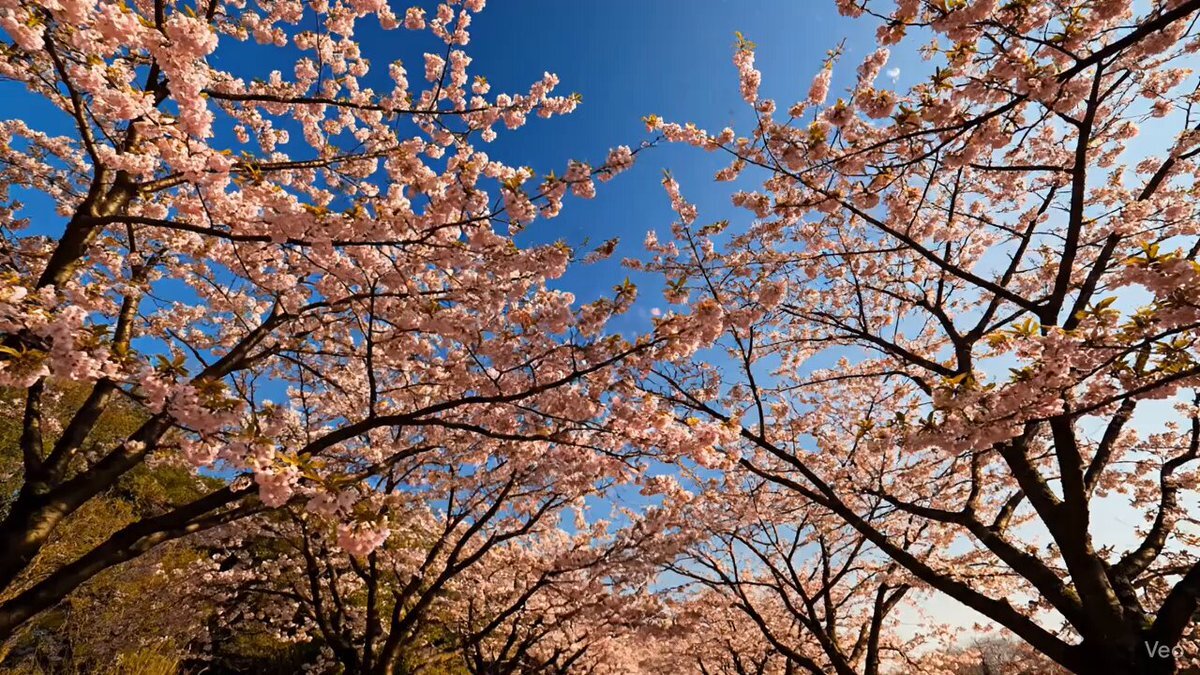 散歩中の園児、クマ発見！保育士の対応に称賛の声